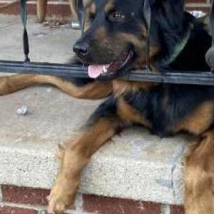 Lost Dog Chase