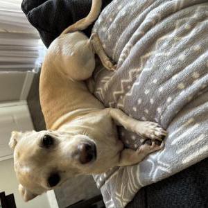 Lost Dog Benny