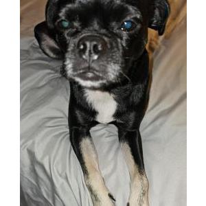 Found Dog Unknown