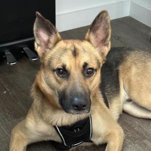 Lost Dog Effie