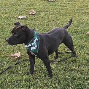 Lost Dog Kona