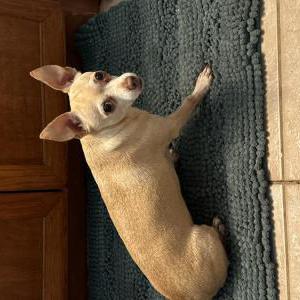 Lost Dog Hazel Fanini