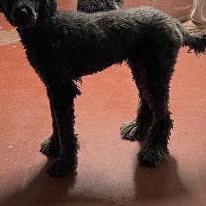 Lost Dog Oliver