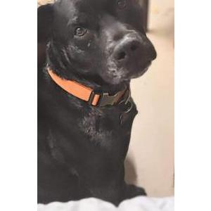 Lost Dog BRONX
