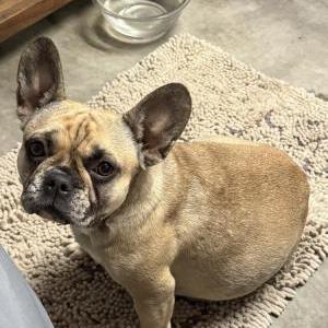 Lost Dog Milli
