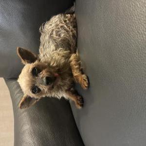 Found Dog Unknown