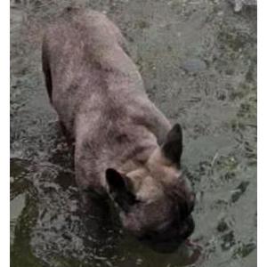 Lost Dog Ace