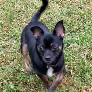 Lost Dog WILLOW