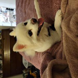 Lost Dog Baemax