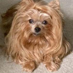 Lost Dog Sophie
