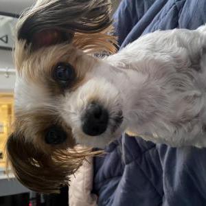 2nd Image of Charley, Lost Dog