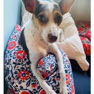 Lost Dog Marley