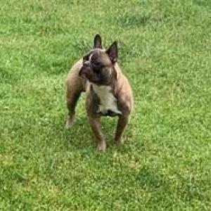 Lost Dog BEAN
