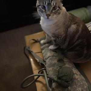 Image of Mystic, Lost Cat