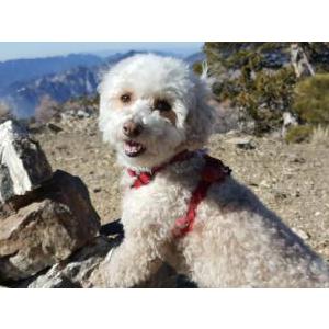 Lost Dog Roxy