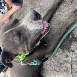 Found Dog Unknown
