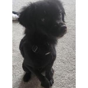 Found Dog Unknown