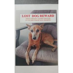 Lost Dog Georgie