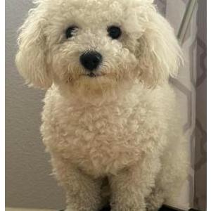 Lost Dog Appa