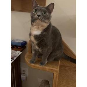 Lost Cat Nutmeg