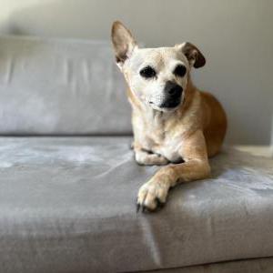 Lost Dog Roo
