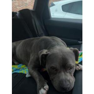 Found Dog Unknown