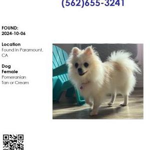 Found Dog Unknown