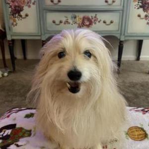 Lost Dog Prince