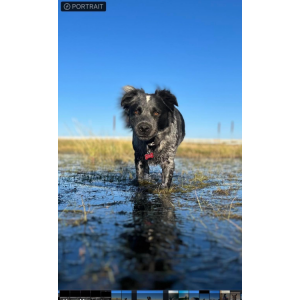 Lost Dog Diesel