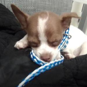 Lost Dog Danger