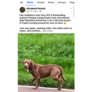 Lost Dog Duke