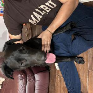 Found Dog Unknown
