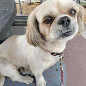 Lost Dog Darby