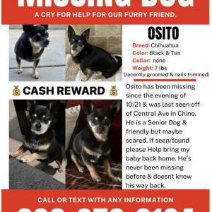 Lost Dog Osito
