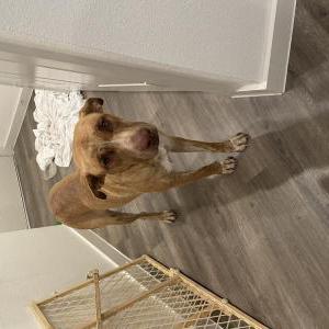 Found Dog Unknown