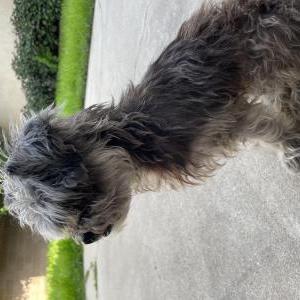 Found Dog Unknown