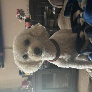 Lost Dog Zeus
