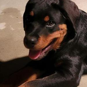 Lost Dog Uni