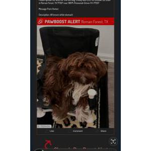 Lost Dog Chewy