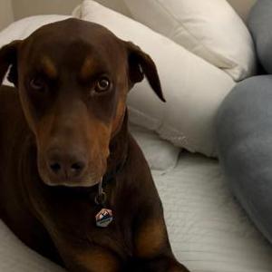 Lost Dog Hunter