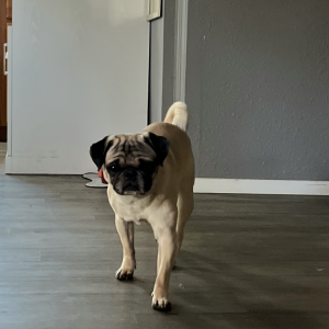 Lost Dog Otis