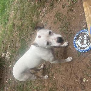 Found Dog Unknown