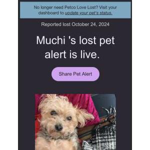 Lost Dog Muchi