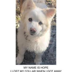 Lost Dog Hope