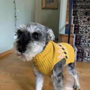 Lost Dog Sasha