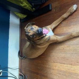 Found Dog unknown