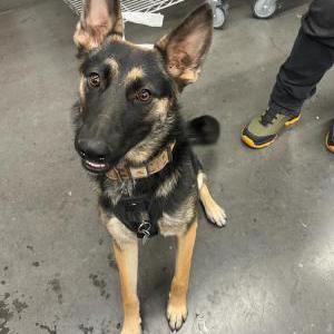 Found Dog Unkown