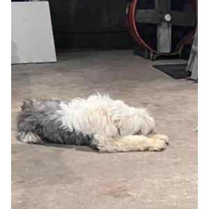 Lost Dog Dav