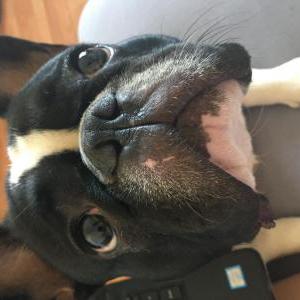 Lost Dog Giorgio