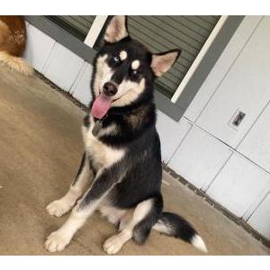 Lost Dog Bolt